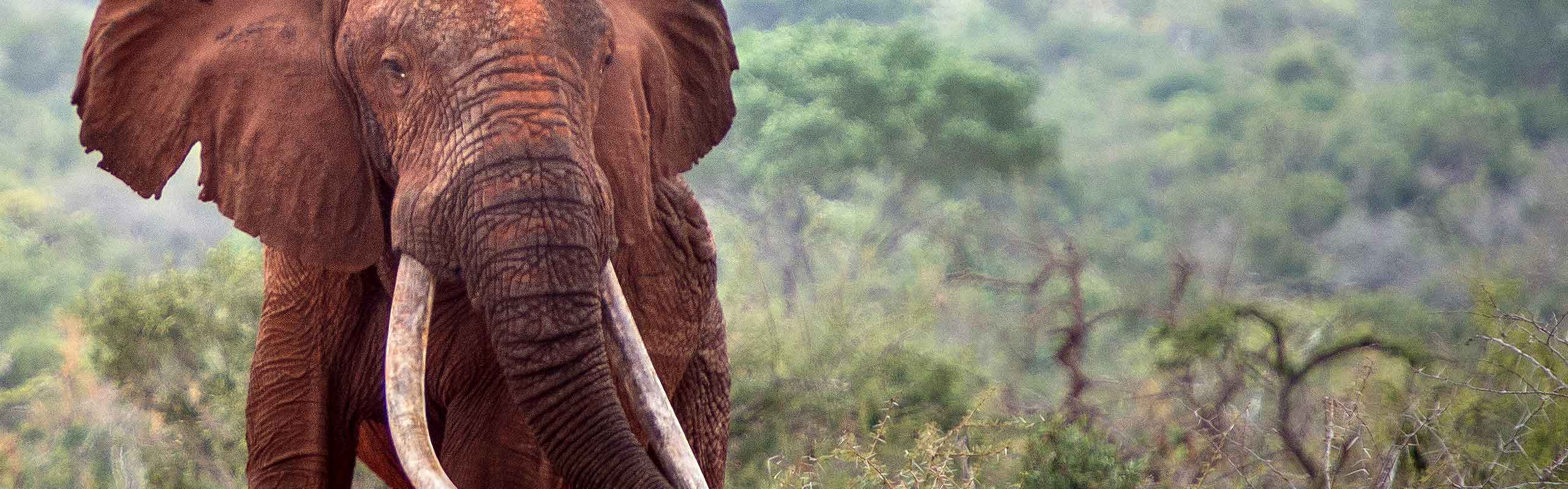 Large bull red elephant in Tsavo, Kenya | © Ranger Campus | Photo by Cees Baardman 2017