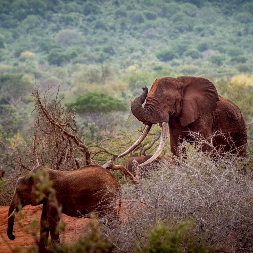 Large bull elephant in Rukinga, Kenya | © Ranger Campus | Photo by Cees Baardman, 2017